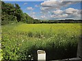Oilseed rape near Codrington in BS37 8RH