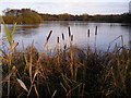 Bulrushes at Eccleston Mere in WA10 3AG