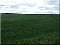 Crop field off Old Mill Lane in DH3 4EJ