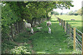 Sheep on the path in TS9 7BQ
