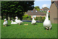 Sedlescombe Geese, Brede Lane in TN33 0YE