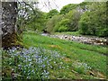 Forget-me-nots by Pennine Way above River South Tyne in CA9 3DF