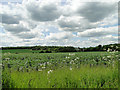Field of beans in Hunston
