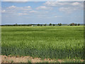 Barley field in SG8 6DN
