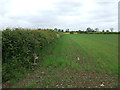 Crop field and hedgerow, Barlestone in CV13 0QH