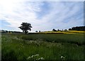Farmland near Breachwood Green in Breachwood Green