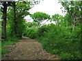 Track through Pine Wood in CT3 1UY