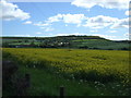 Oilseed rape crop off Pittington Lane in High Pittington