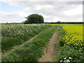 Track and oilseed rape at Toll Bar in DN5 0RD