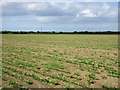 Flat fields near Arksey in DN5 0QB
