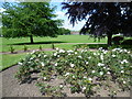 Rose bed in Faversham Recreation Ground in ME13 8BP