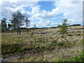 Heathland in the Rempstone estate in BH20 5JJ