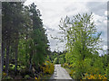 Forestry road in the Contin Forest in IV14 9EL