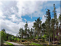 Forestry road in the Contin Forest in IV14 9ES