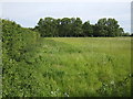 Field and woodland near Tower Farm in LN1 2LT