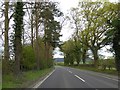 Avenue of trees by Shrewsbury Road (A49) north of Craven Arms in SY7 9RL