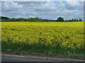 Oilseed rape crop, Low Moorsley in DH5 0DU