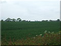 Crop field, Lea Grange Farm in CV9 3NP