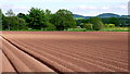 Potato field west of Old Mill Farm in HR2 9EB
