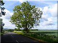 Ash tree, Meppershall Road in SG17 5NL