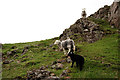 Sheep Beside the Byway in CA19 1TJ