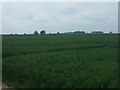 Crop field, Orton Hill in CV9 3PX