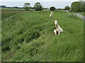 Goats do roam in Pointon and Sempringham
