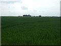 Crop field off Main Road in B79 0LA