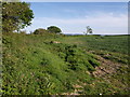 Edge of hillfort in TA20 2HB