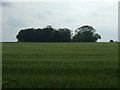 Crop field and woodland in B79 0LA