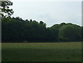 Meadow and woodland, Thorpe Constantine in B79 0LH