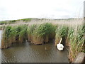 Swan by Reed beds at Abbotsbury Swannery in DT3 4JJ
