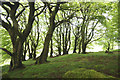 Beech trees in Clash Wood, Kirkmuir in DG8 7EA