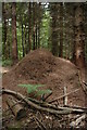 Ant hill in Haugh Wood in HR1 4YZ