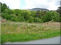 Young bracken turning the roadside land green in LL49 9SP