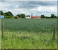 Wheat crop field at Langton Green in Brome