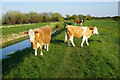 Cows by Bottisham Lode in CB25 9JA