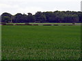 Field along A1064 in NR29 3JG