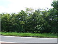Trees beside the A428, Eltisley in Eltisley