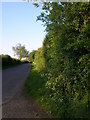 Road and hedgerows in CT15 7HY