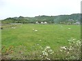 Sheep grazing, south-west of Pen y Mount Station in LL49 9PP