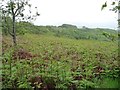 A sea of bracken on the eastern slopes of Moel y Gest in Porthmadog Community
