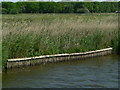 River bank on the River Thurne in NR29 5JX