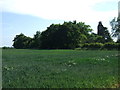 Crop field and woodland near Stirtloe House in PE19 5XW