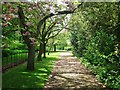 Tree lined walk in the gardens of Gunby Hall, Lincolnshire in Candlesby with Gunby