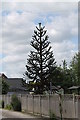 Monkey Puzzle Tree, Helpringham in Helpringham