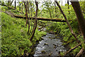 Dean Brook downstream from the footbridge in Aighton, Bailey and Chaigley