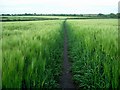 Footpath through barley field in NG6 7AN