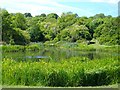 Pool in Wren's Nest Nature Reserve in DY1 4PF