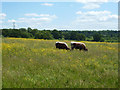 Cattle and buttercups in WD23 1FS